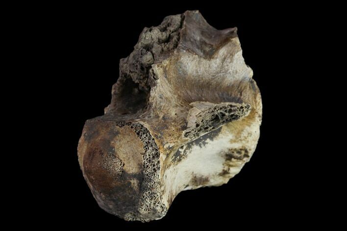 Fossil Crocodylomorph Vertebra - Montana #134810